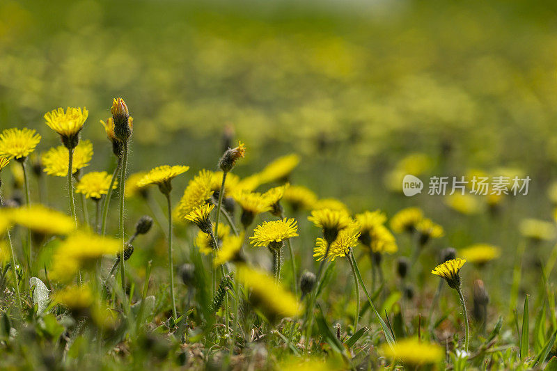 Hieracium pilosella花